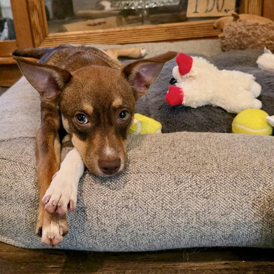 Enlarge Pierce 2026, a Adoptable mixed breed in Norwood, OH image 3/3