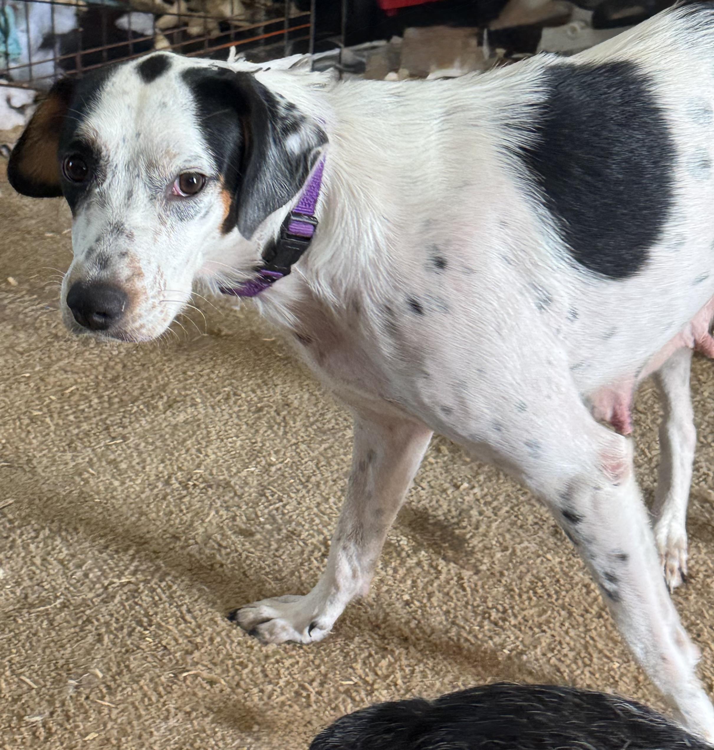 Susie (in East Tennessee), a Adopted mixed breed in Bradenton, FL image 1/4