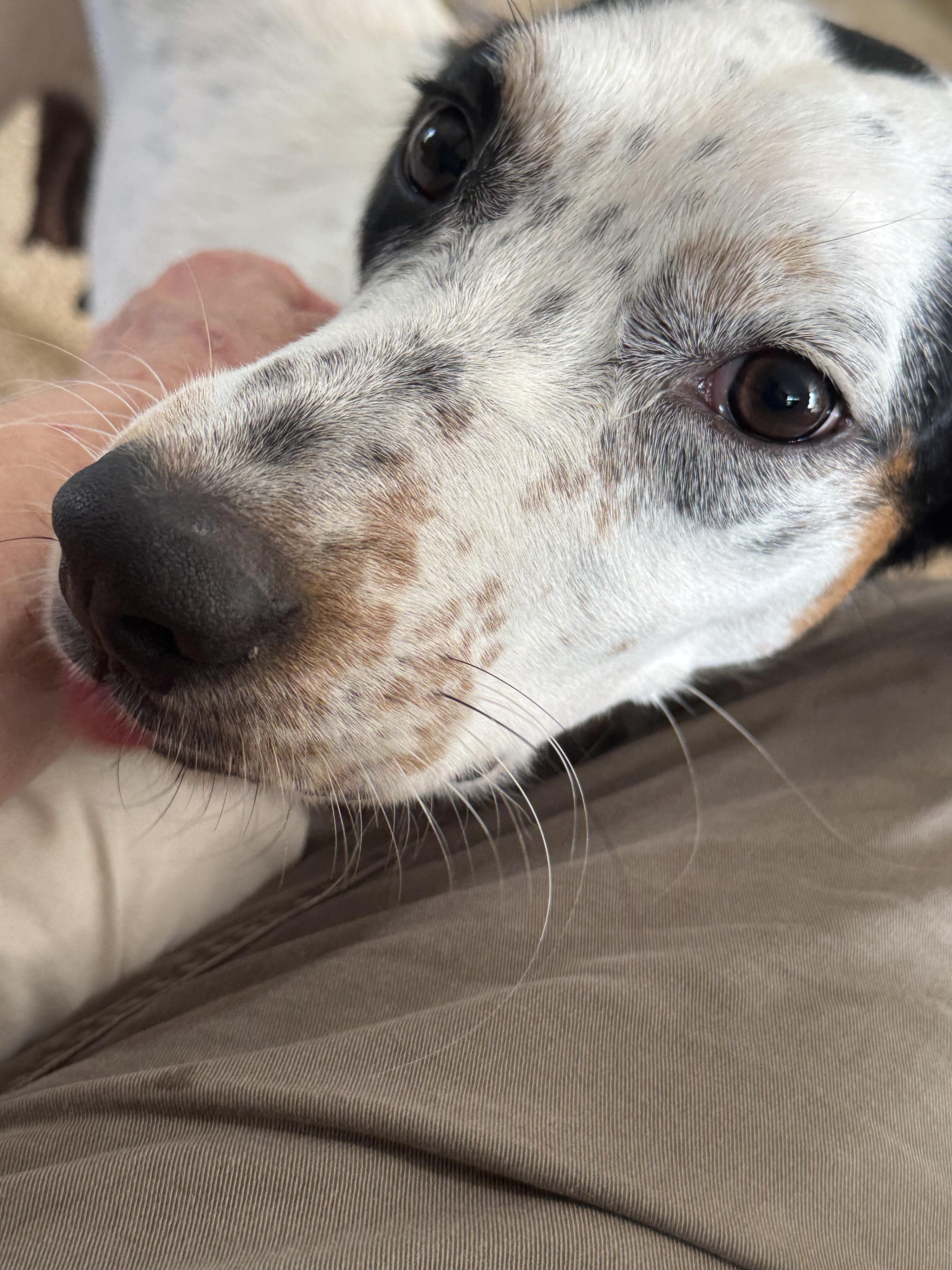 Susie (in East Tennessee), a Adopted mixed breed in Bradenton, FL image 2/4