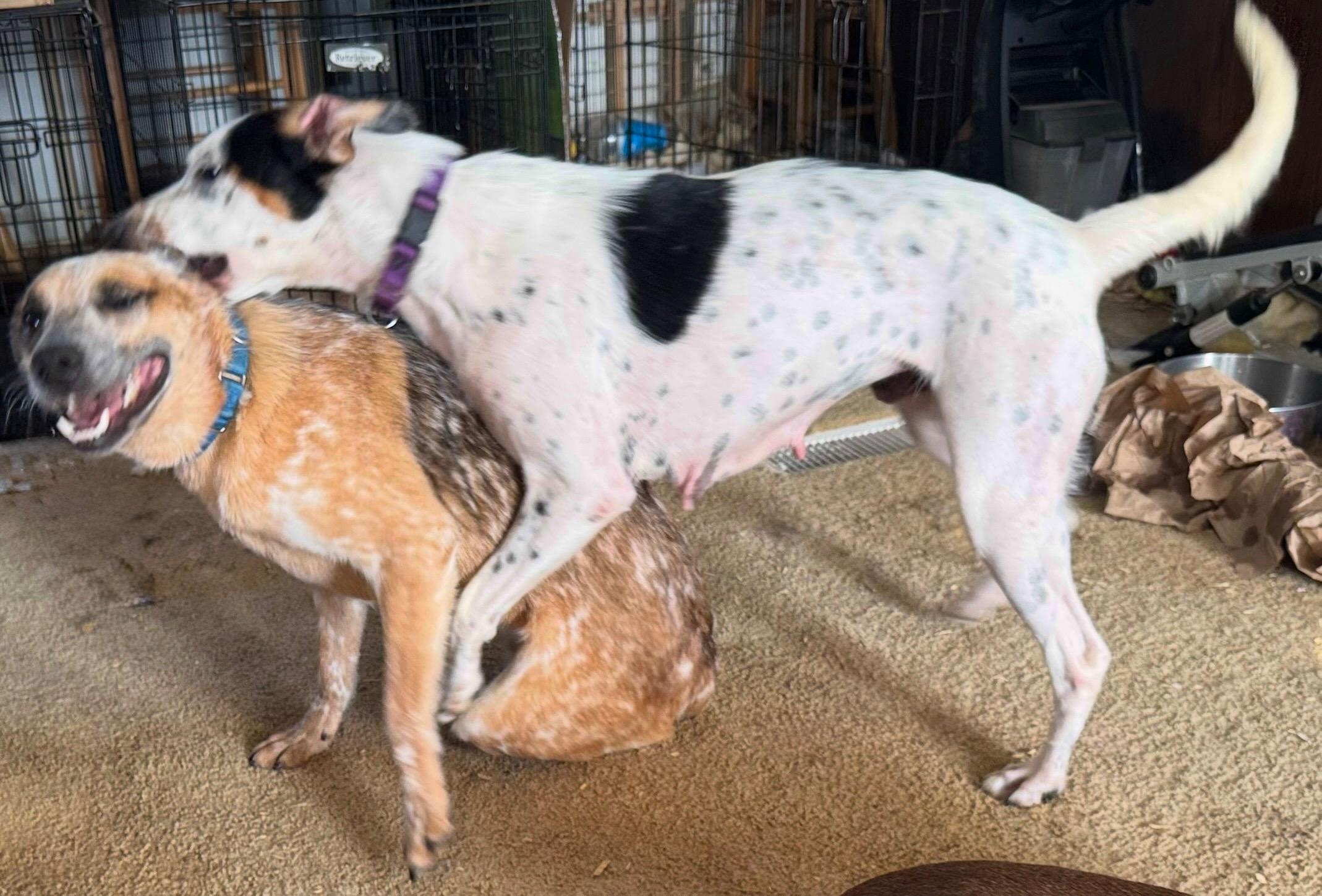 Susie (in East Tennessee), a Adopted mixed breed in Bradenton, FL image 3/4