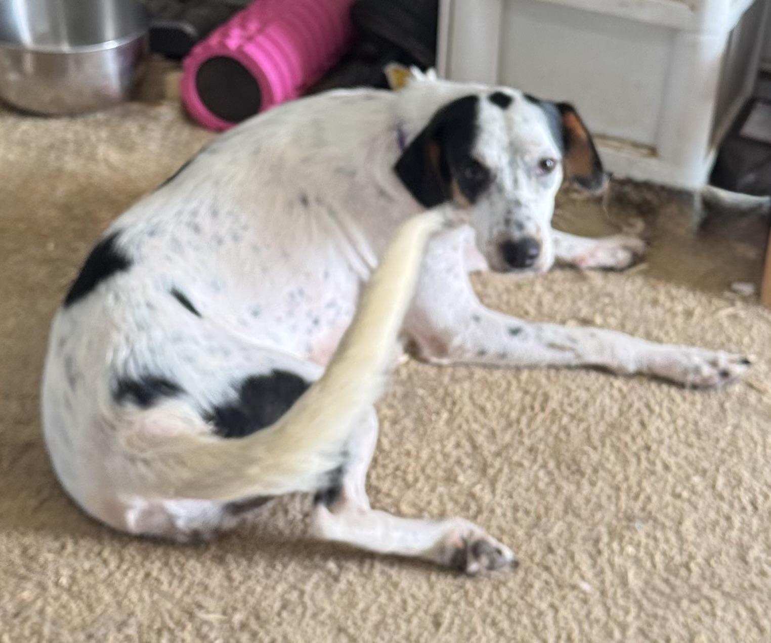 Susie (in East Tennessee), a Adopted mixed breed in Bradenton, FL image 4/4
