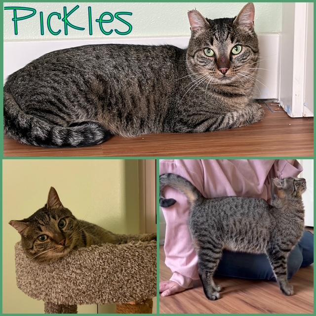 Enlarge Pickles, a Adoptable Domestic Short Hair in Eugene, OR image 1/4
