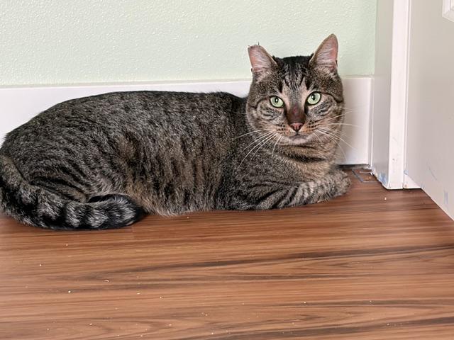 Enlarge Pickles, a Adoptable Domestic Short Hair in Eugene, OR image 3/4