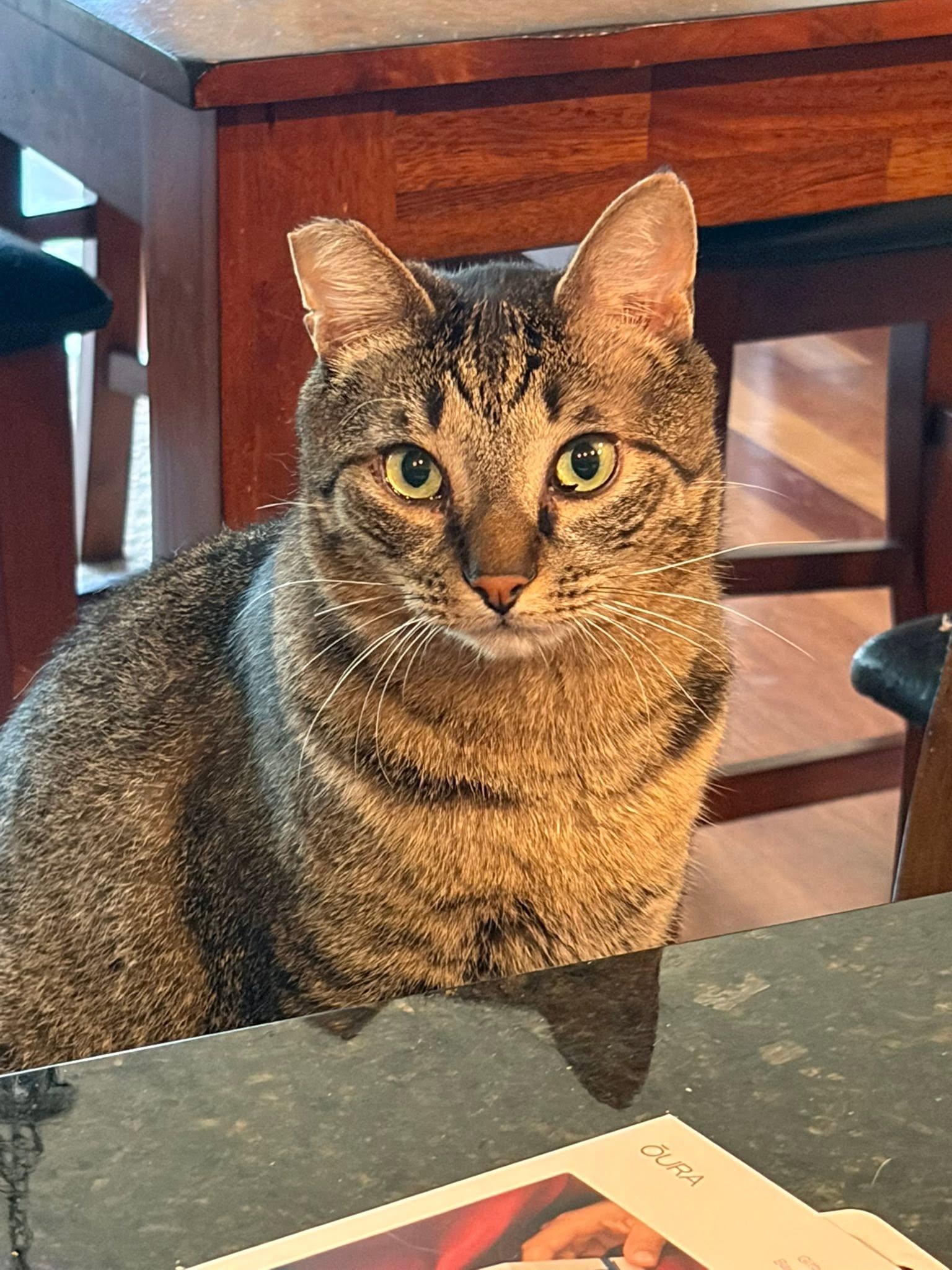 Pickles, a Adoptable Domestic Short Hair in Eugene, OR image 4/6