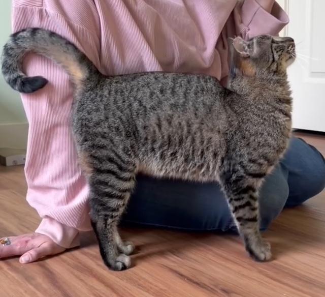 Enlarge Pickles, a Adoptable Domestic Short Hair in Eugene, OR image 2/4