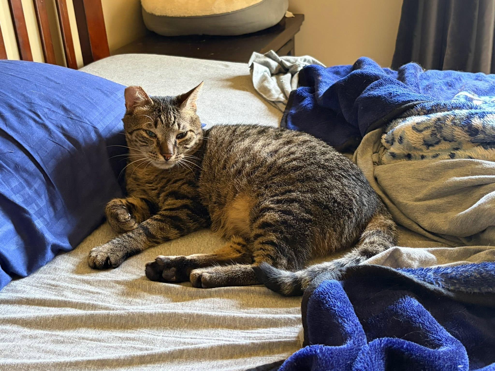Pickles, a Adoptable Domestic Short Hair in Eugene, OR image 5/6