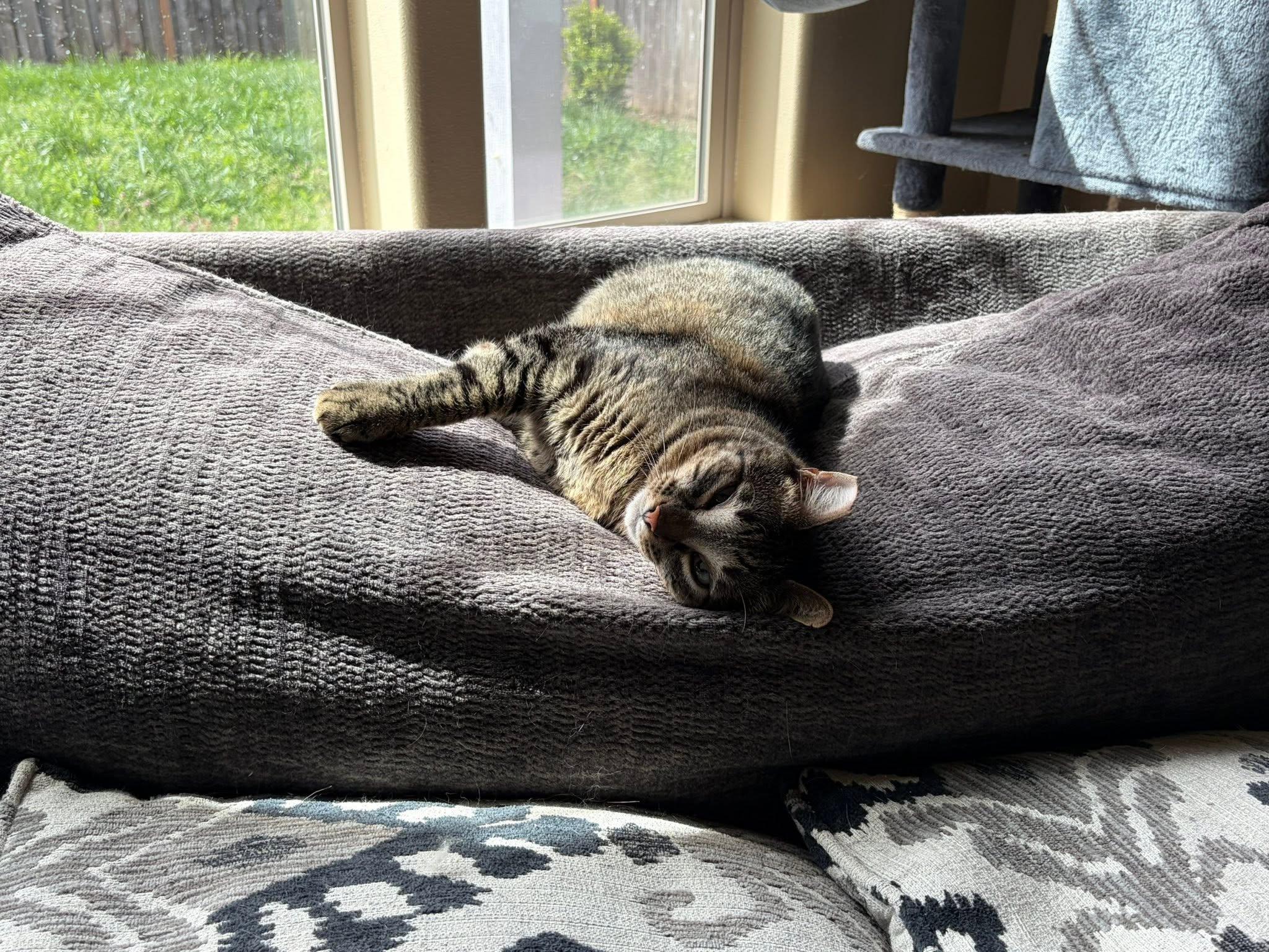 Pickles, a Adoptable Domestic Short Hair in Eugene, OR image 6/6