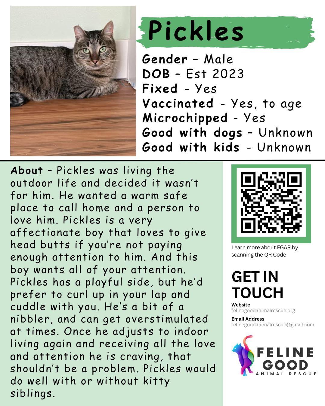 Enlarge Pickles, a Adoptable Domestic Short Hair in Eugene, OR image 4/4