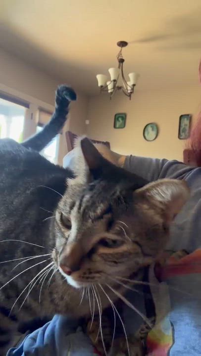 Enlarge Pickles, a Adoptable Domestic Short Hair in Eugene, OR video 6/6