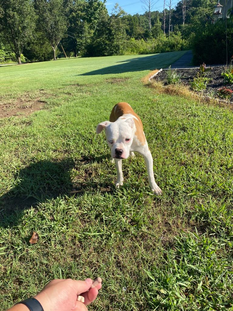 Homer, Adoptable, Young Male American Bulldog & Mixed Breed.