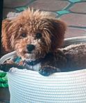 Enlarge Tobi, an adopted mixed breed in Poway, CA image 2/3