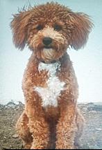 Enlarge Tobi, an adopted mixed breed in Poway, CA image 3/3
