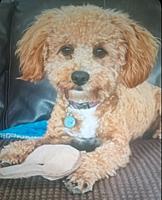 Tobi, adopted, Young Male Maltipoo & Miniature Poodle.