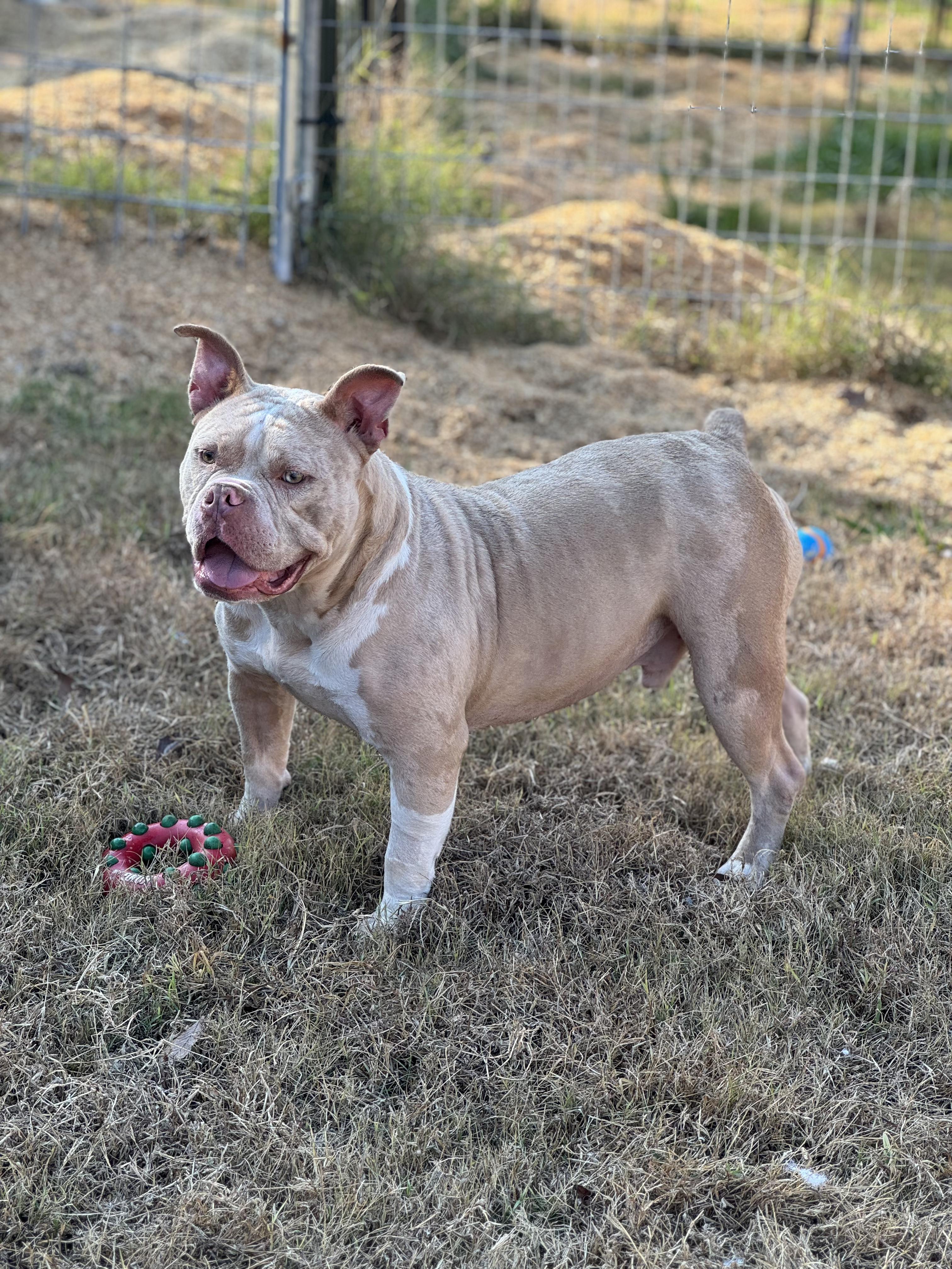 Dexter (Scott-Fostered in TN)