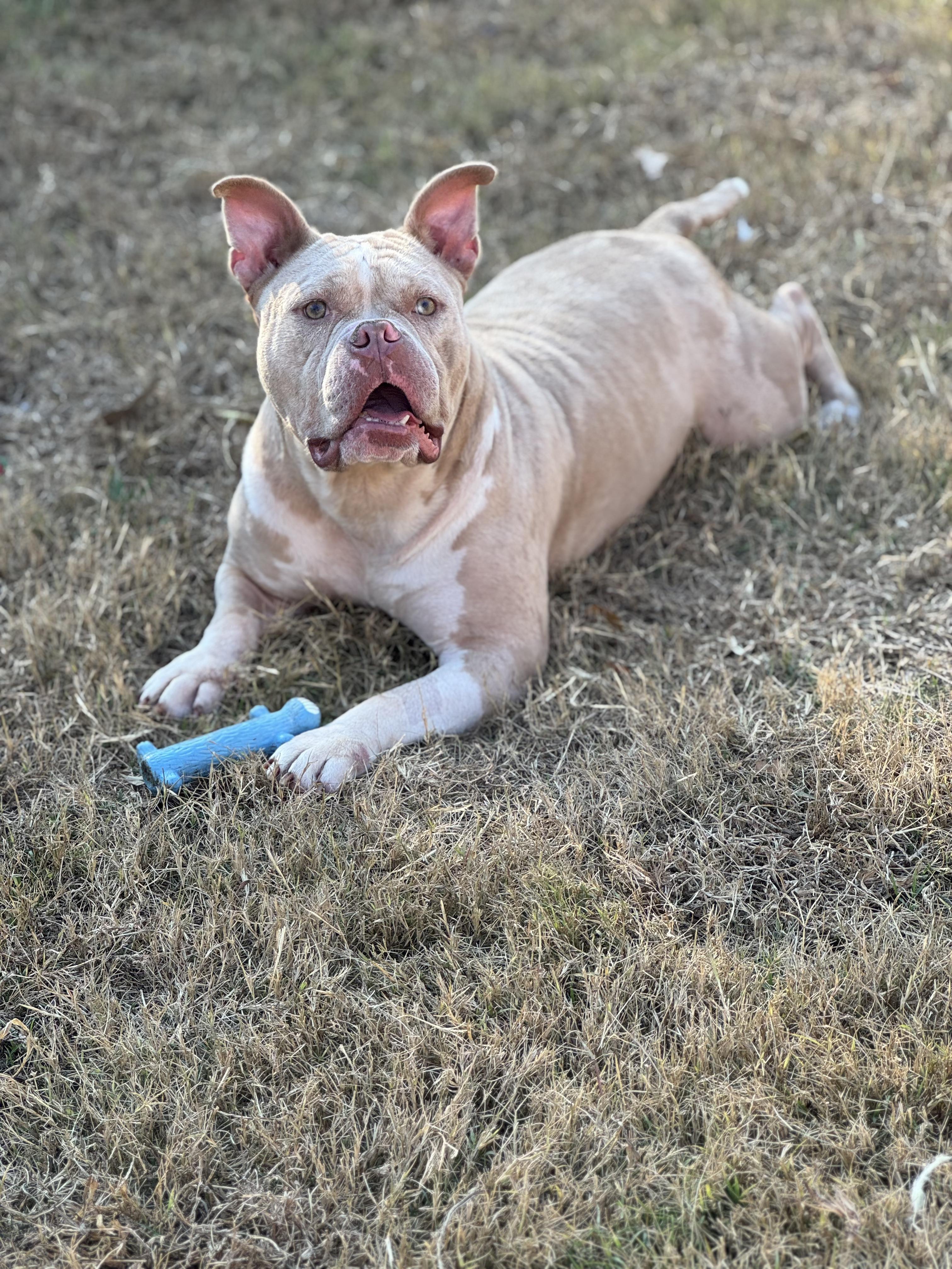 Dexter (Scott-Fostered in TN)