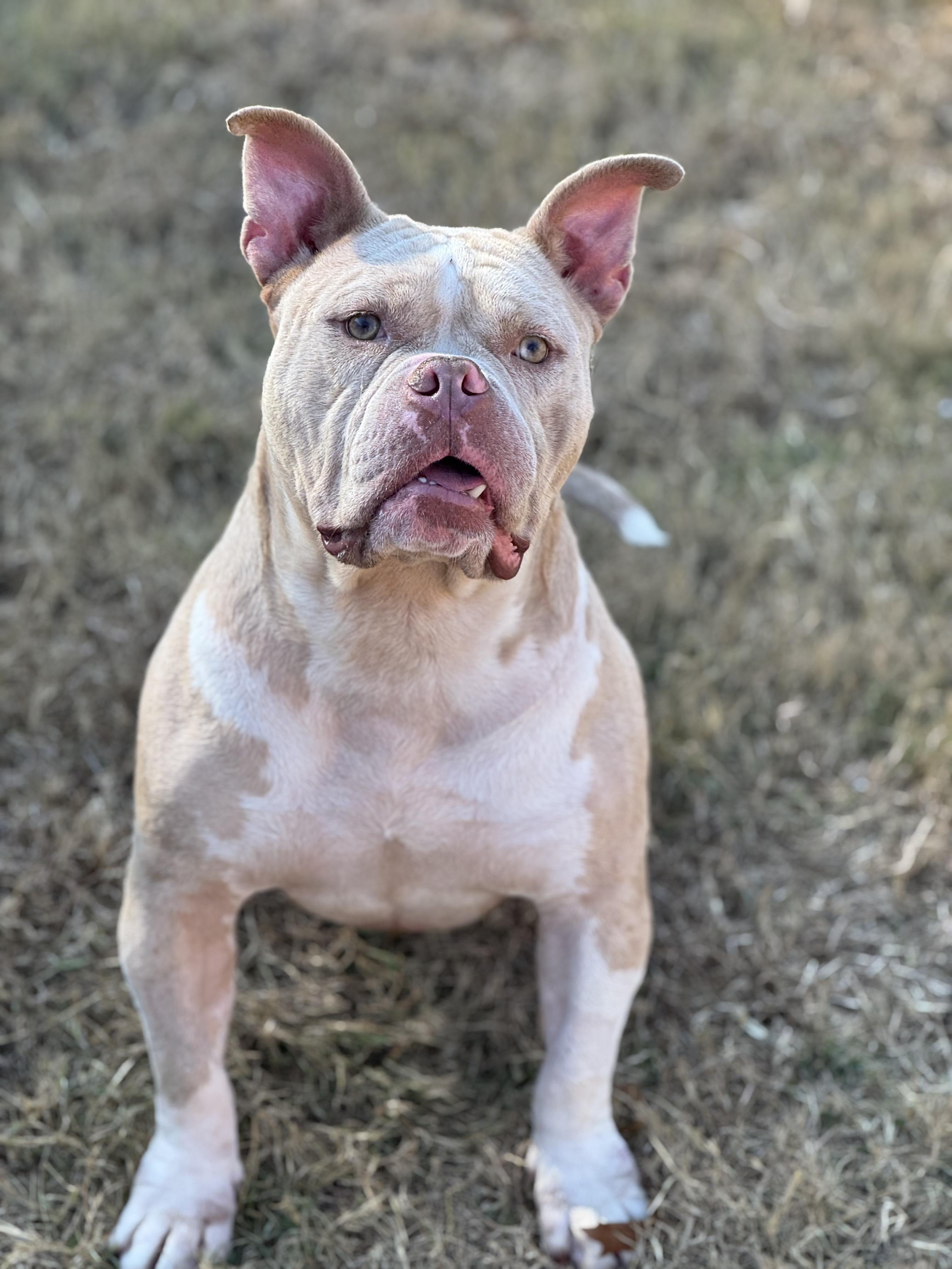 Dexter (Scott-Fostered in TN)