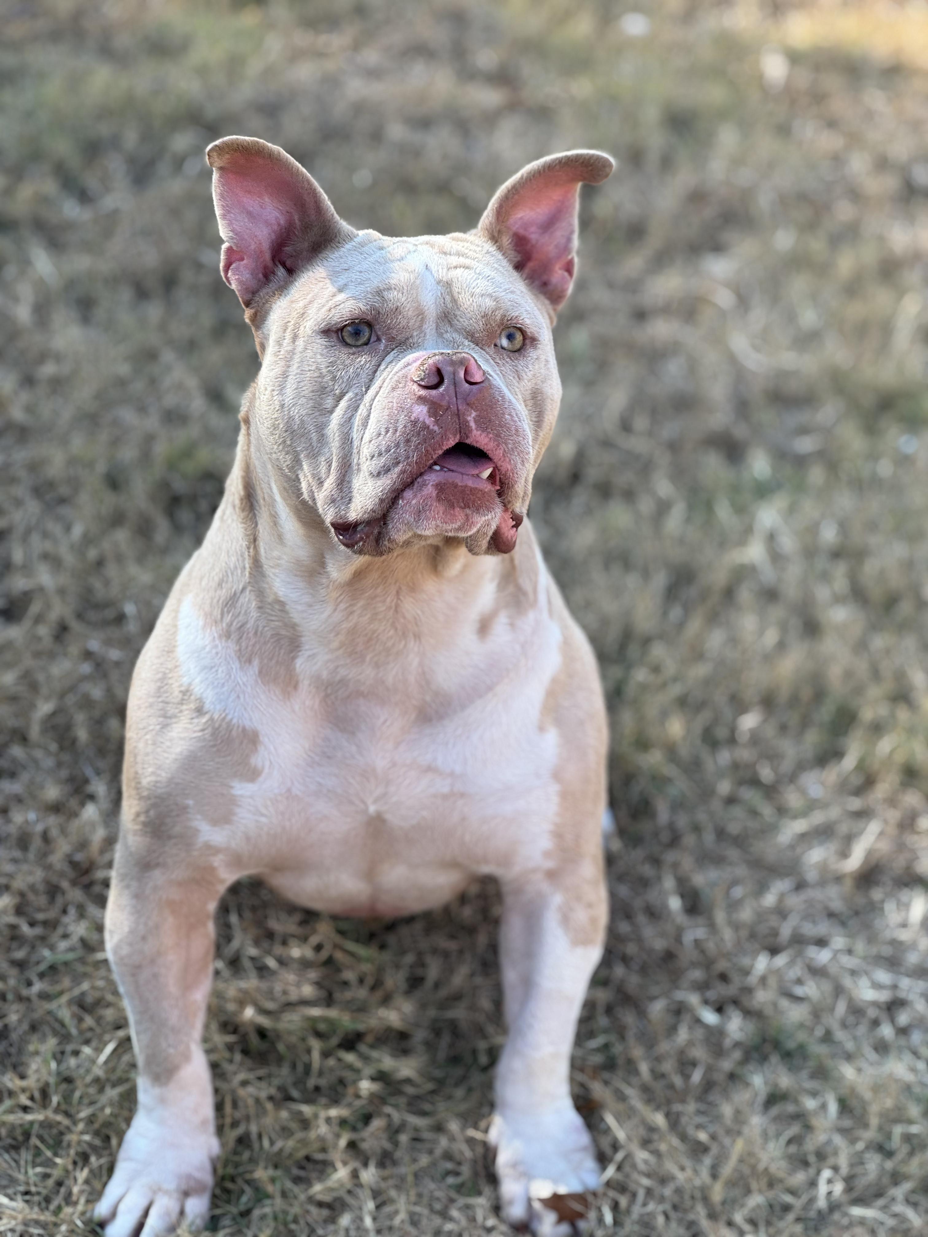 Dexter (Scott-Fostered in TN)