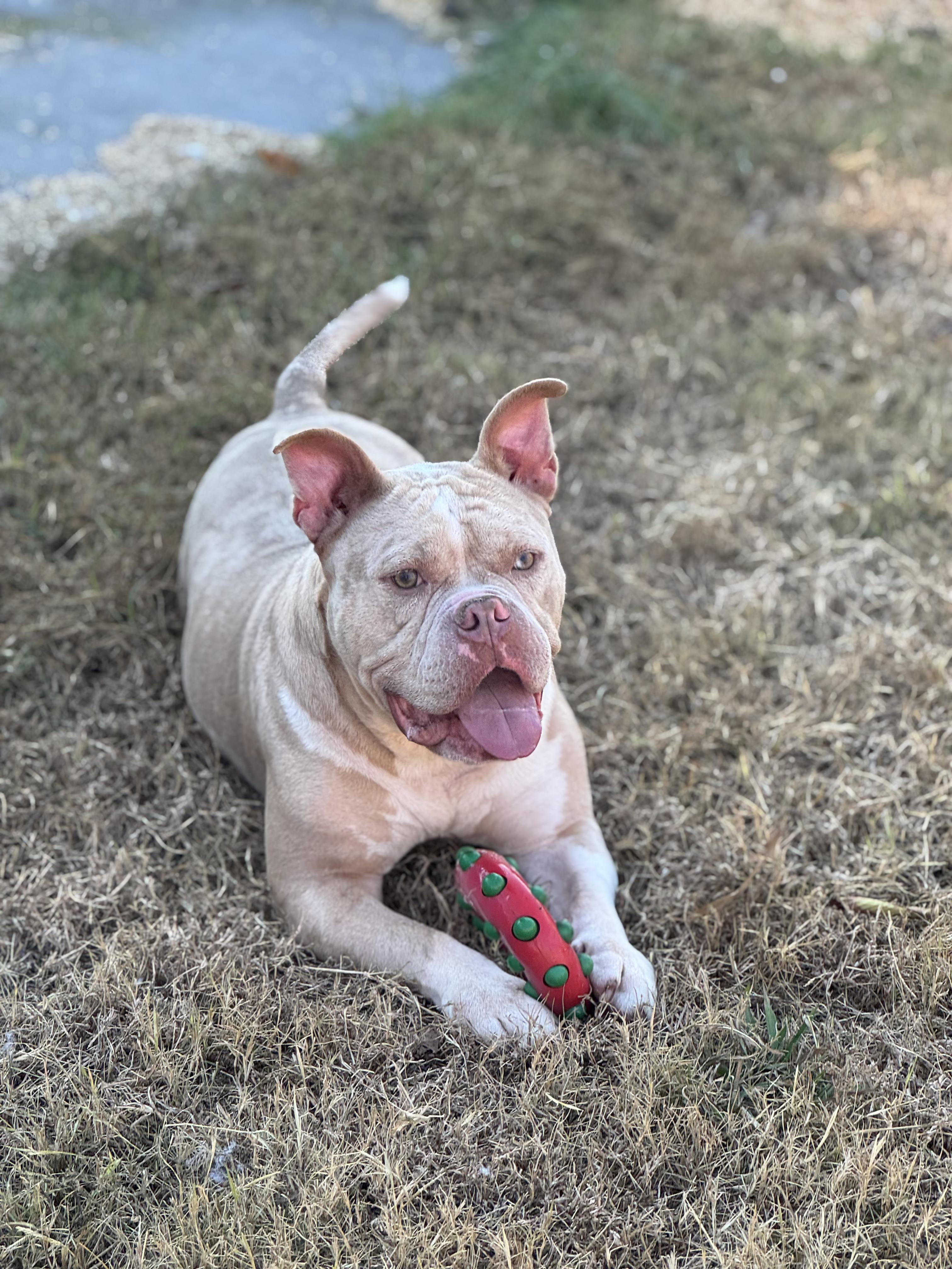 Dexter (Scott-Fostered in TN)