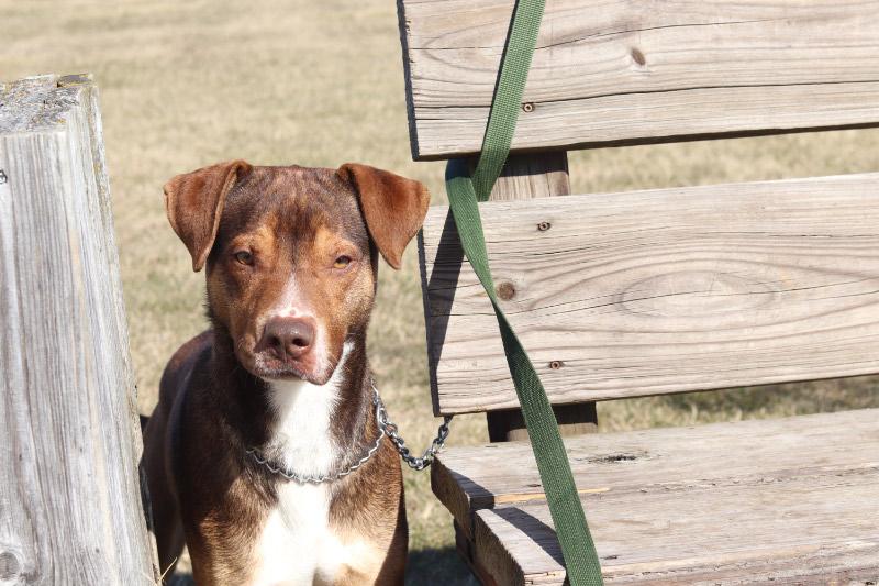 Yuri, a ADOPTABLE Hound in Ionia, MI image 5/6
