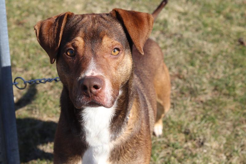 Yuri, a ADOPTABLE Hound in Ionia, MI image 1/6