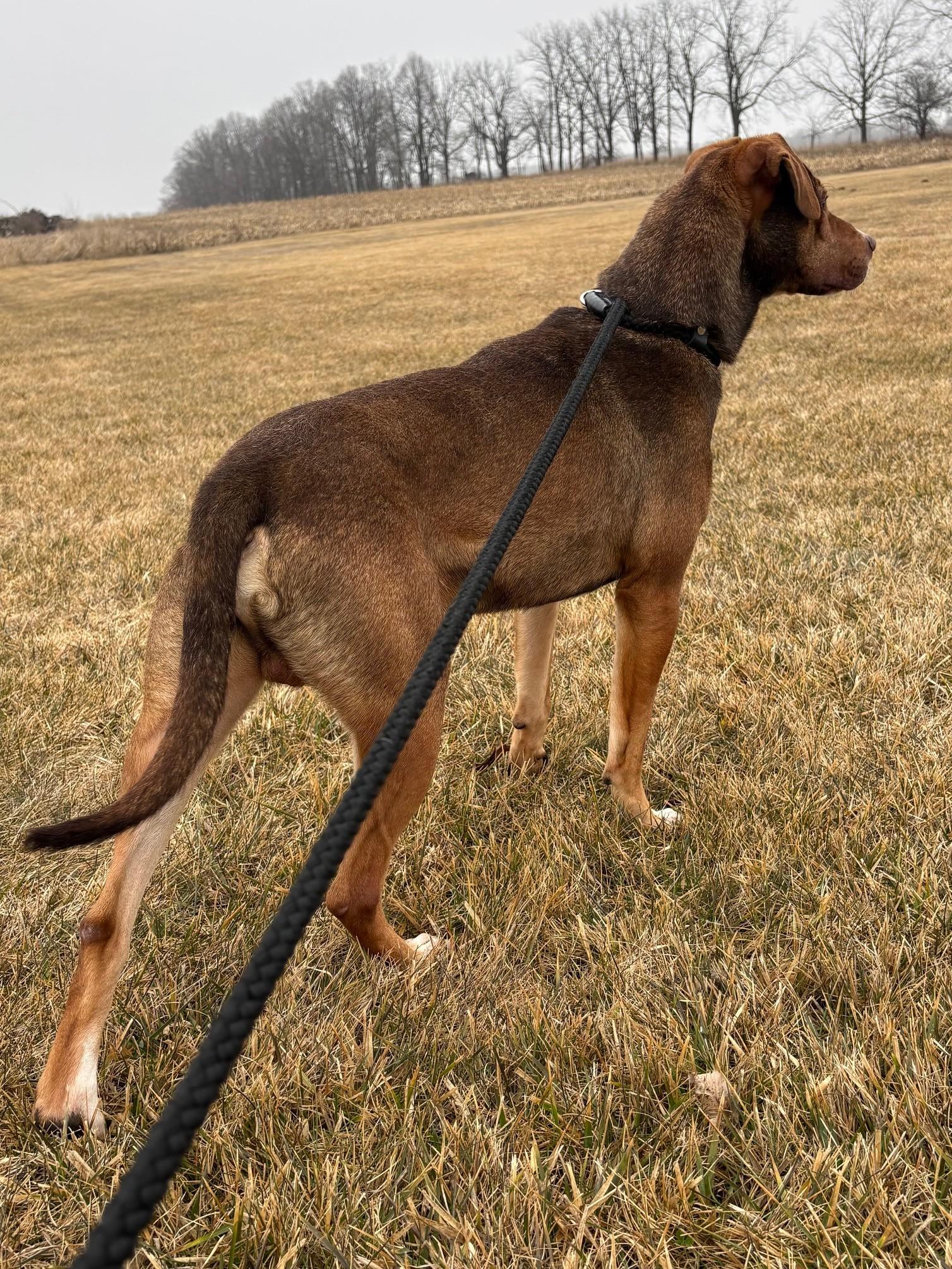 Yuri, a ADOPTABLE Hound in Ionia, MI image 4/6