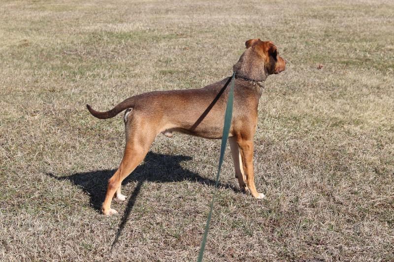 Yuri, a ADOPTABLE Hound in Ionia, MI image 2/6
