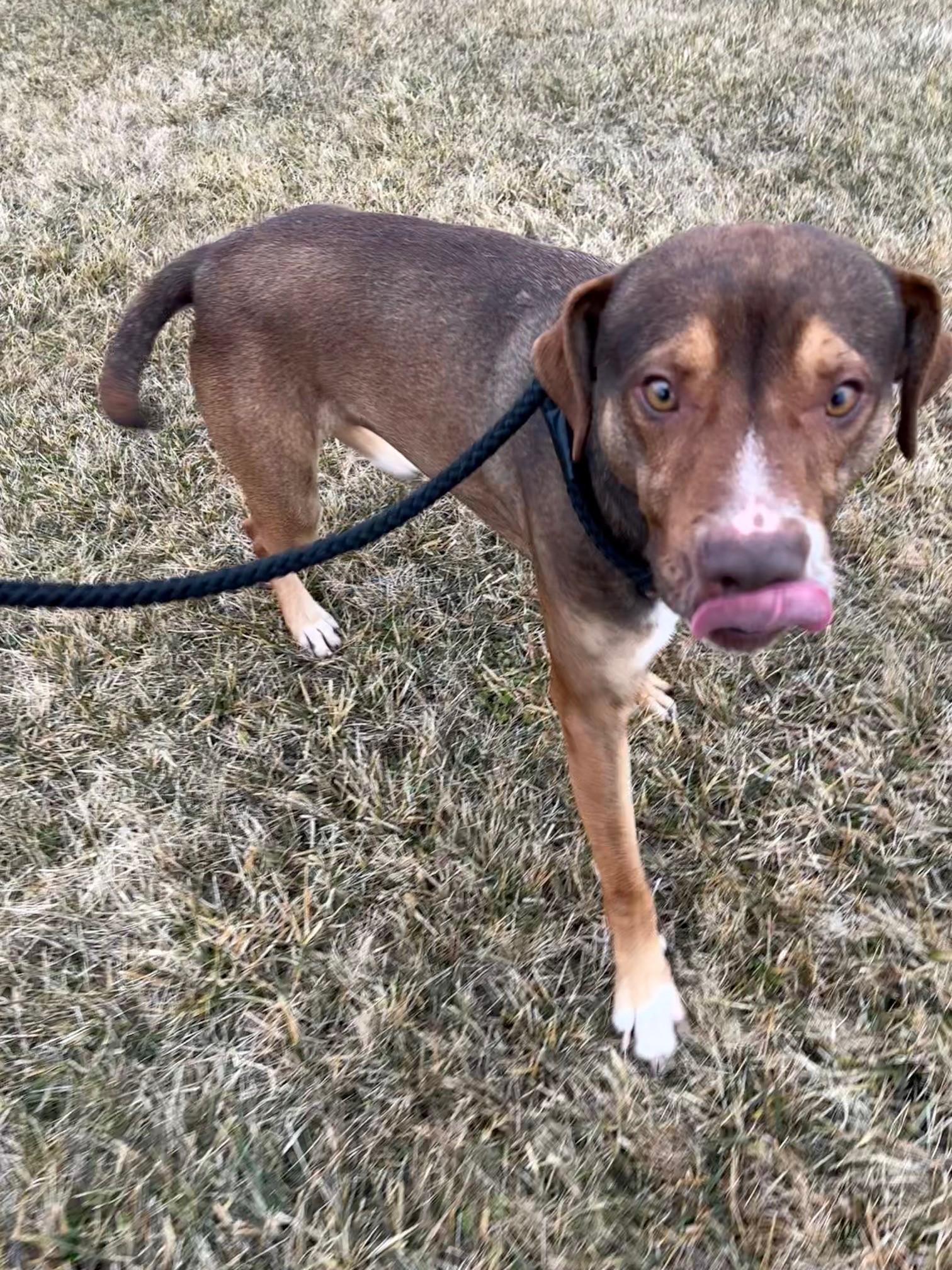 Yuri, a ADOPTABLE Hound in Ionia, MI image 3/6