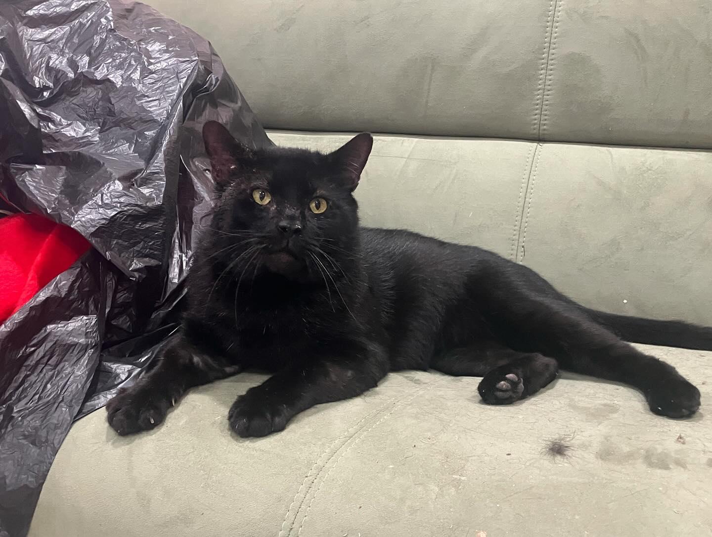 Vanderbuilt, Adoptable, Adult Male Domestic Short Hair.