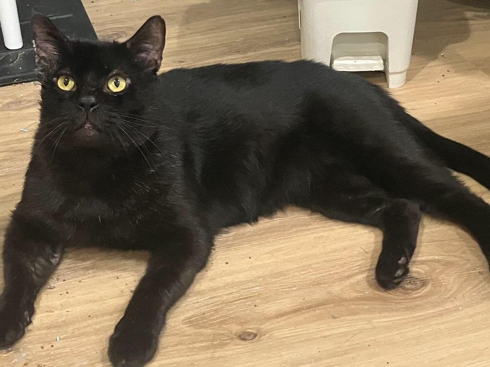 Enlarge Vanderbuilt, a Adoptable Domestic Short Hair in Levittown, PA image 2/3