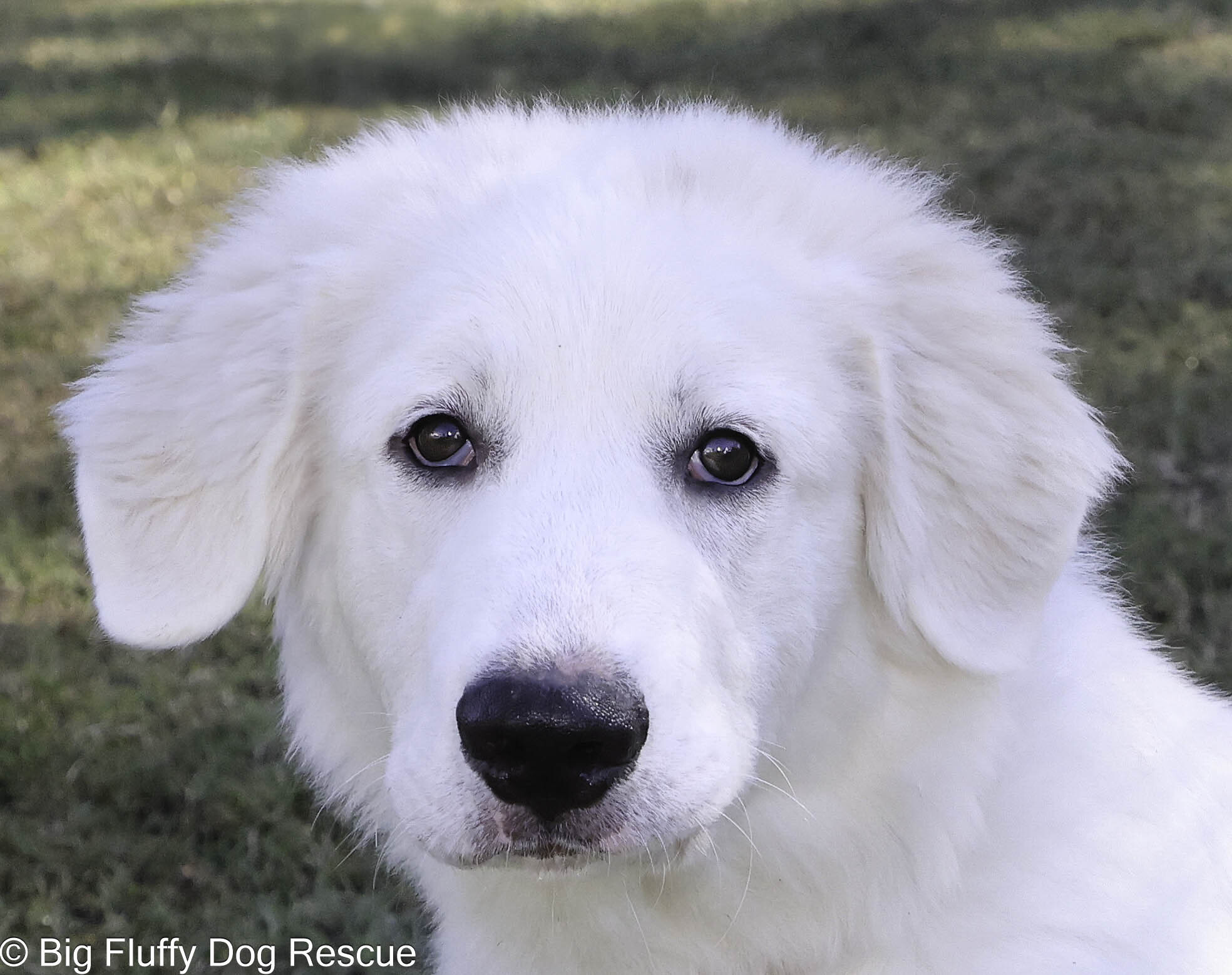Dog for adoption Marcus, a Great Pyrenees in Louisville, KY Petfinder
