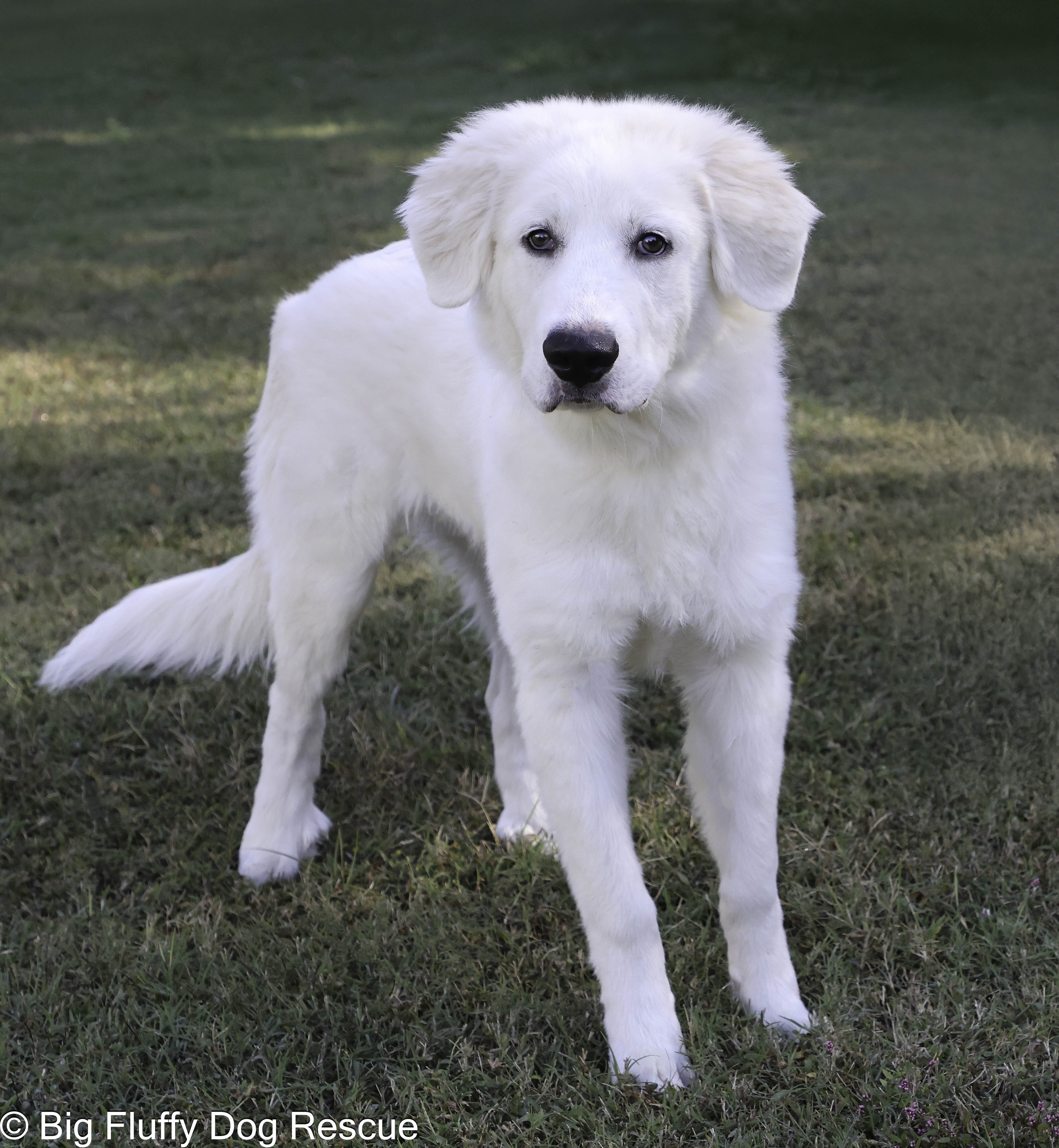 Dog for adoption Marcus, a Great Pyrenees in Louisville, KY Petfinder