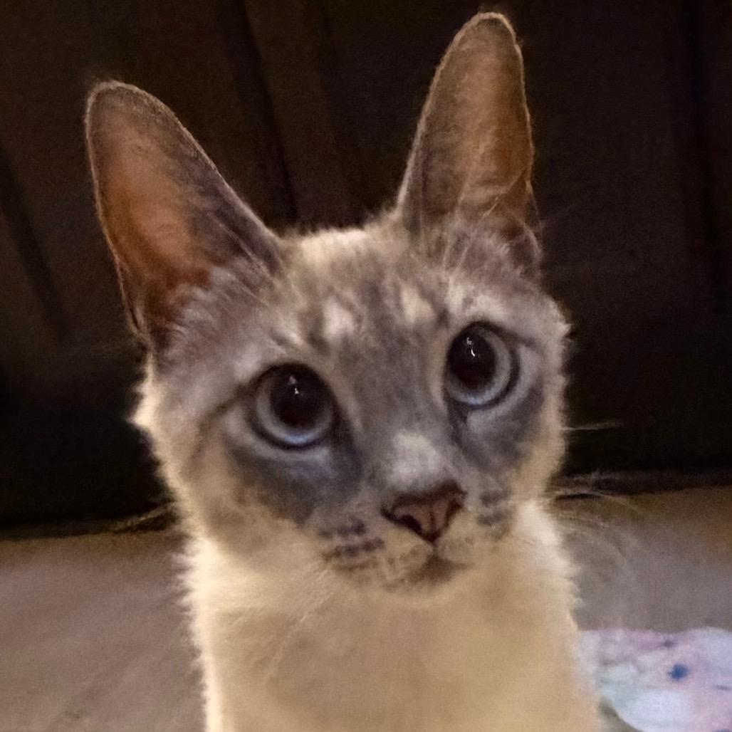 Dolly Allen-CA, Adoptable, Adult Female Siamese & Domestic Short Hair.
