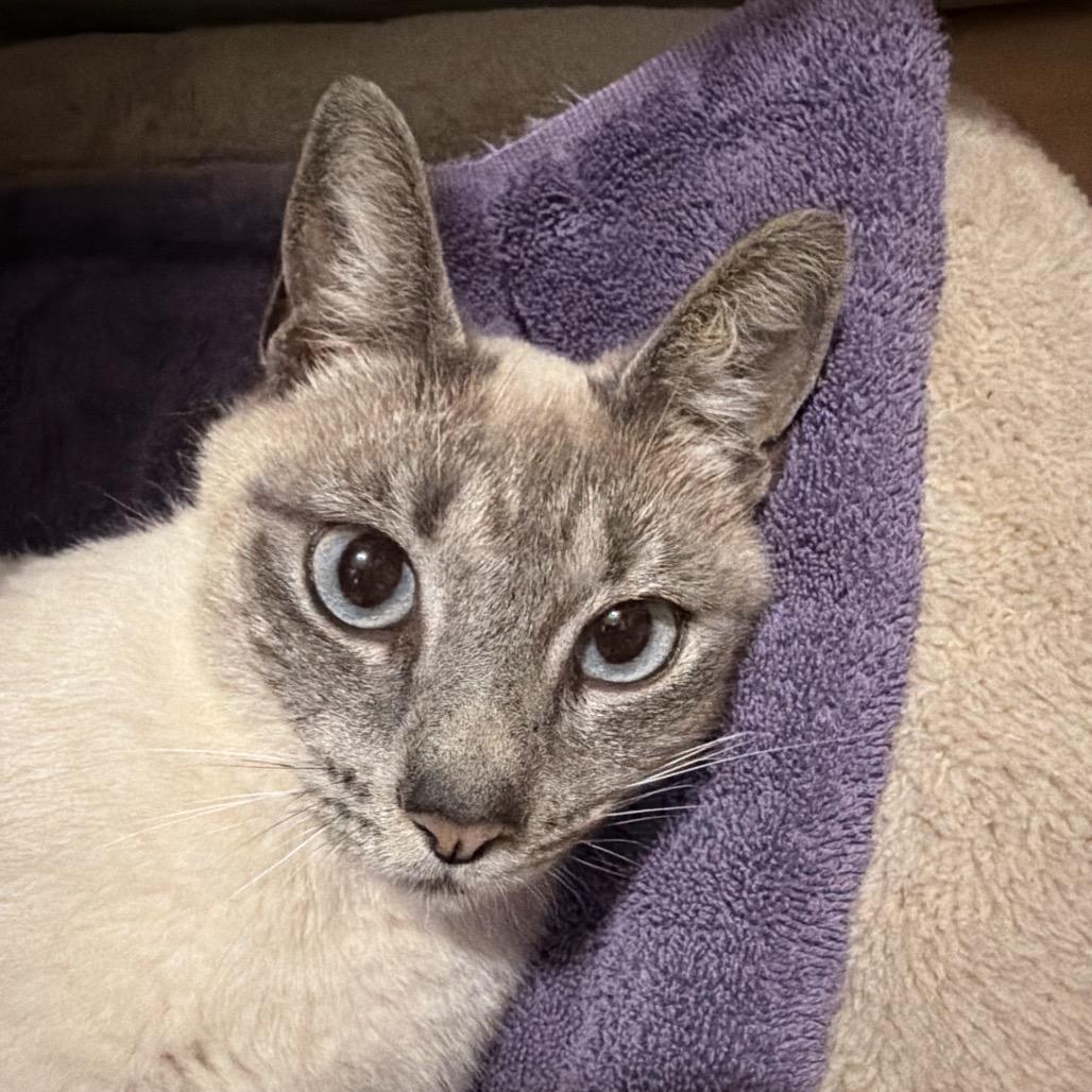 Dolly Allen-CA, a Adoptable mixed breed in Tallahassee, FL image 3/4