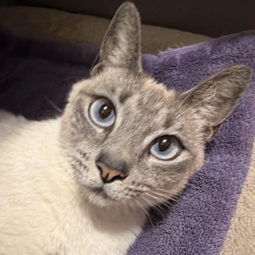 Dolly Allen-CA, a Adoptable mixed breed in Tallahassee, FL image 4/4