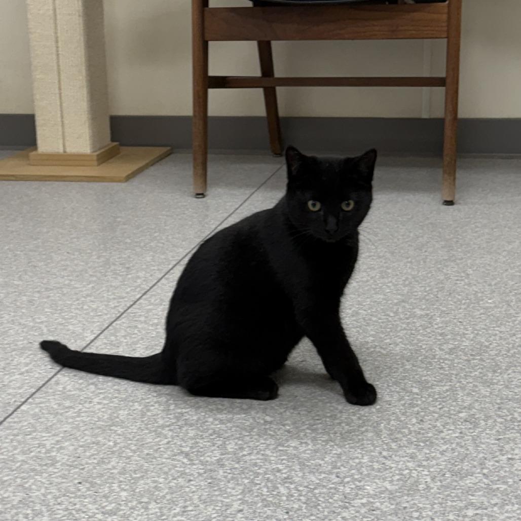 Coal, a Adoptable Domestic Medium Hair in Fort Bragg, CA image 1/3