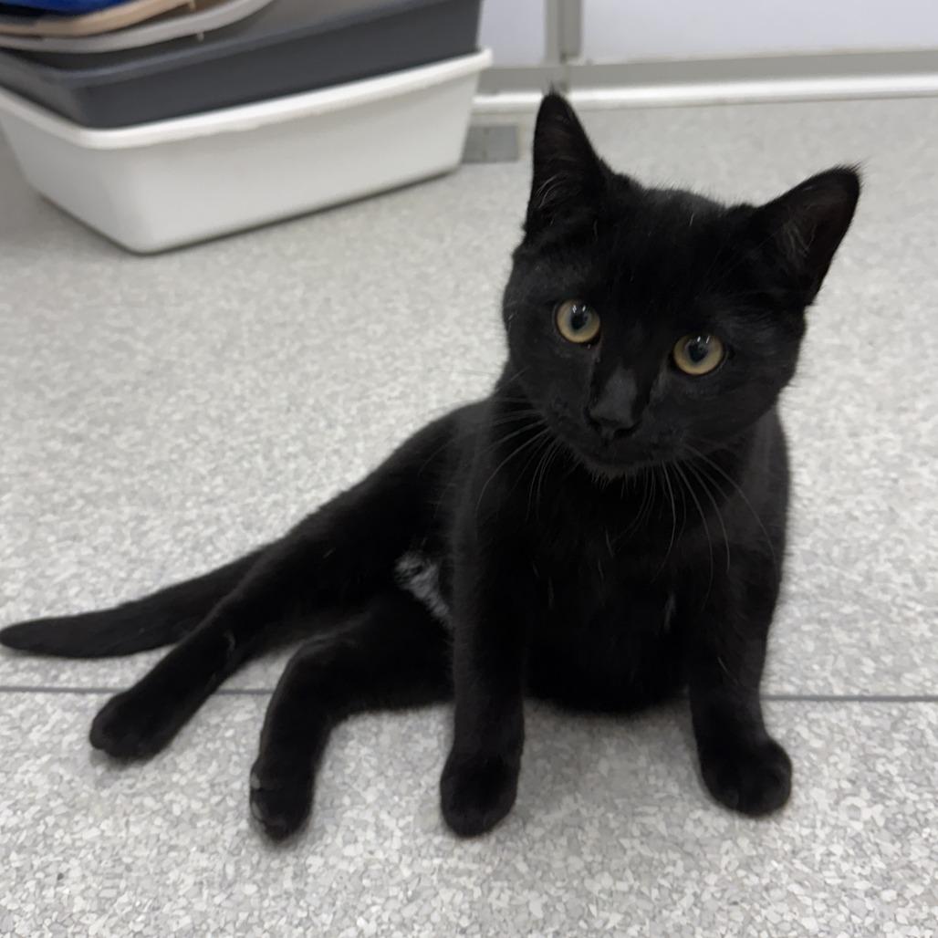 Coal — thumbnail 3