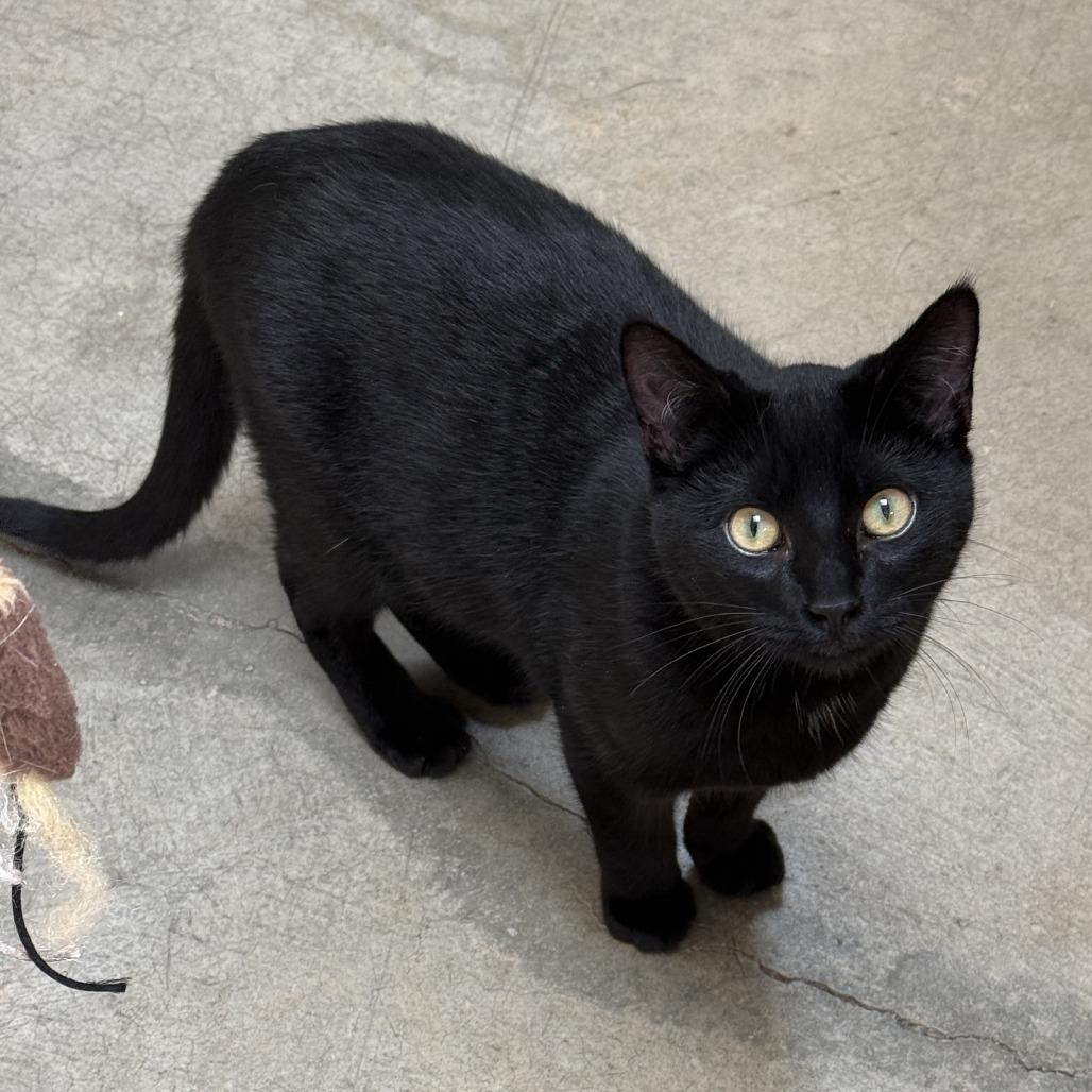 Enlarge Coal, a Adoptable Domestic Medium Hair in Fort Bragg, CA image 4/4