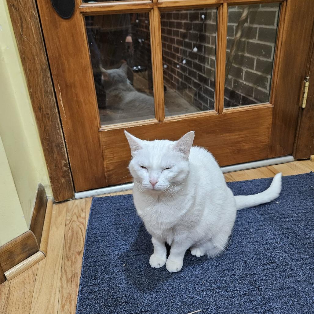 Enlarge Big Bertha, a Adoptable Domestic Short Hair in Jarrettsville, MD image 2/6