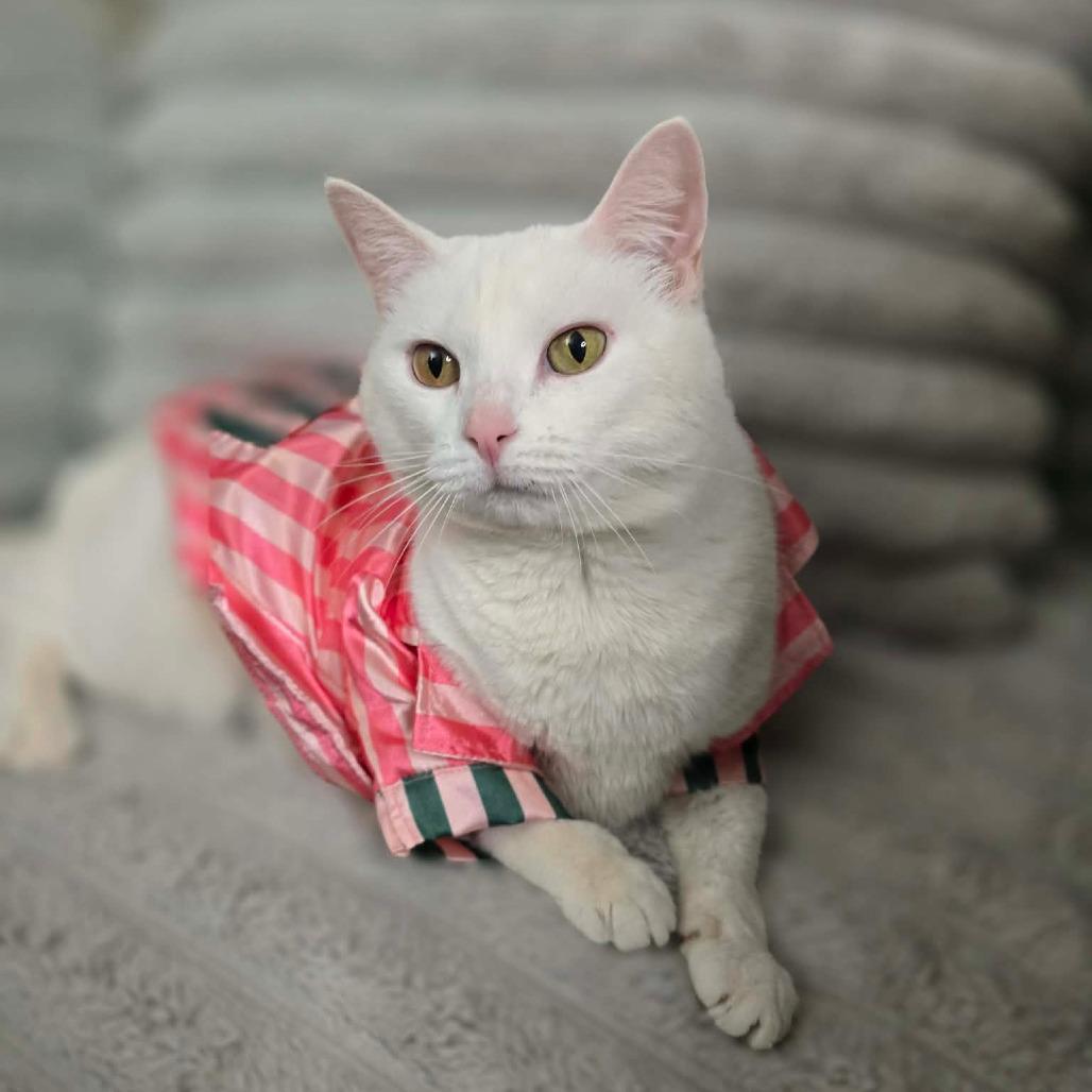 Enlarge Big Bertha, a Adoptable Domestic Short Hair in Jarrettsville, MD image 3/6