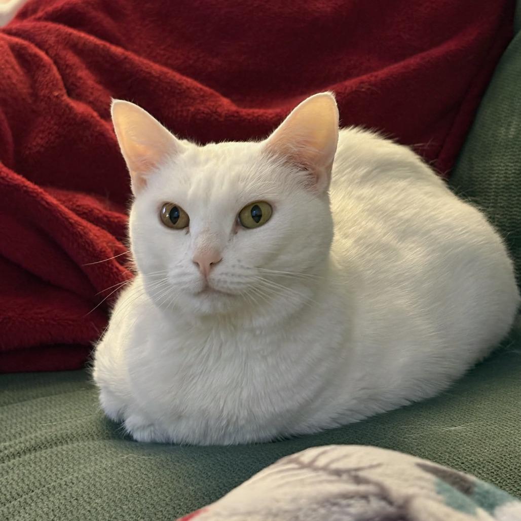 Enlarge Big Bertha, a Adoptable Domestic Short Hair in Jarrettsville, MD image 4/6