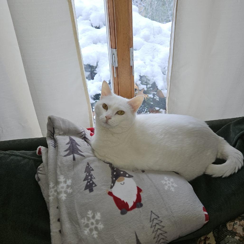 Enlarge Big Bertha, a Adoptable Domestic Short Hair in Jarrettsville, MD image 6/6