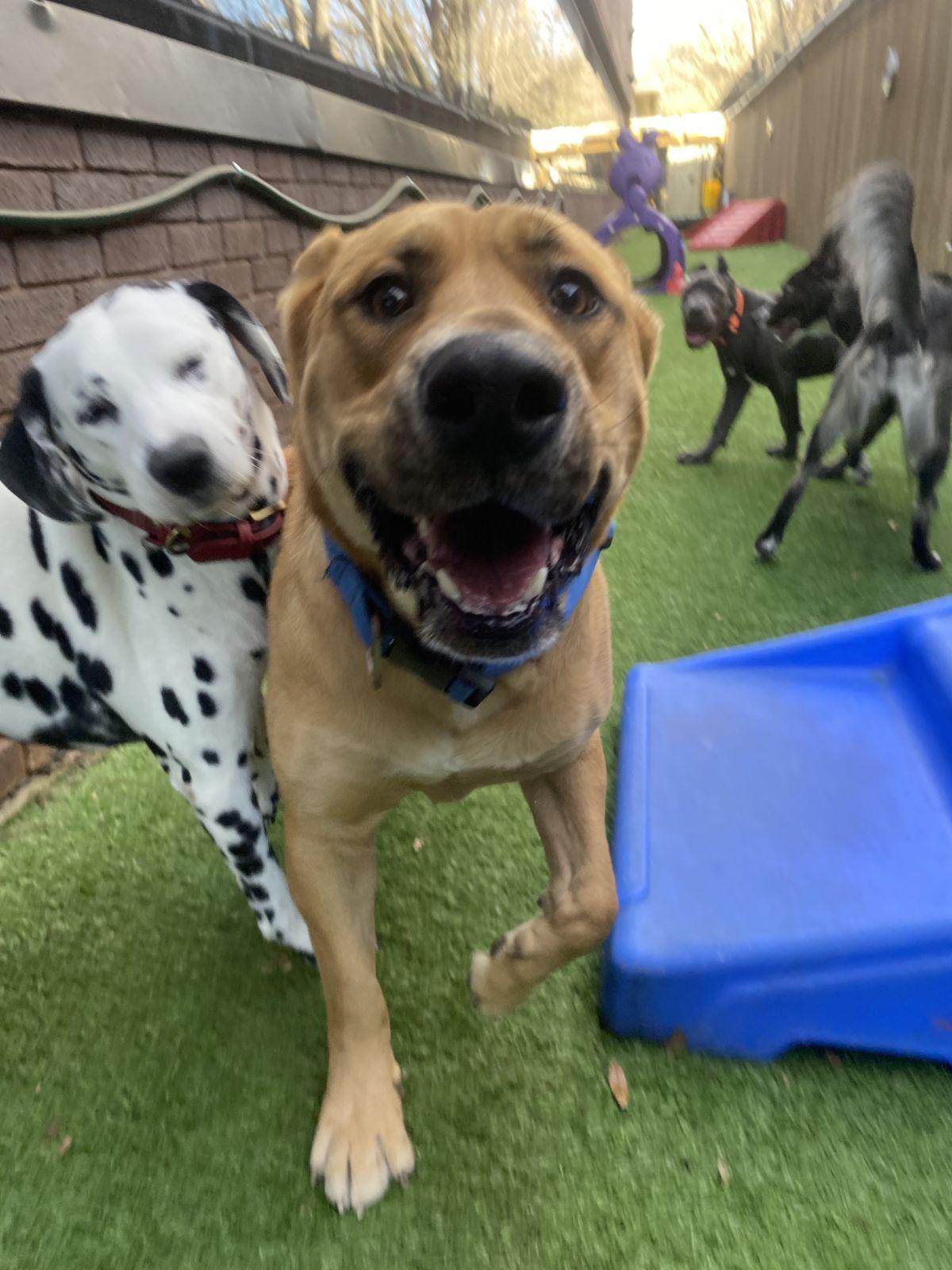 Enlarge Rico, a ADOPTABLE mixed breed in Luling, TX image 3/6