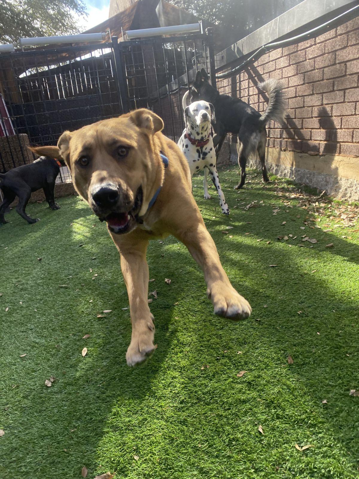 Enlarge Rico, a ADOPTABLE mixed breed in Luling, TX image 4/6