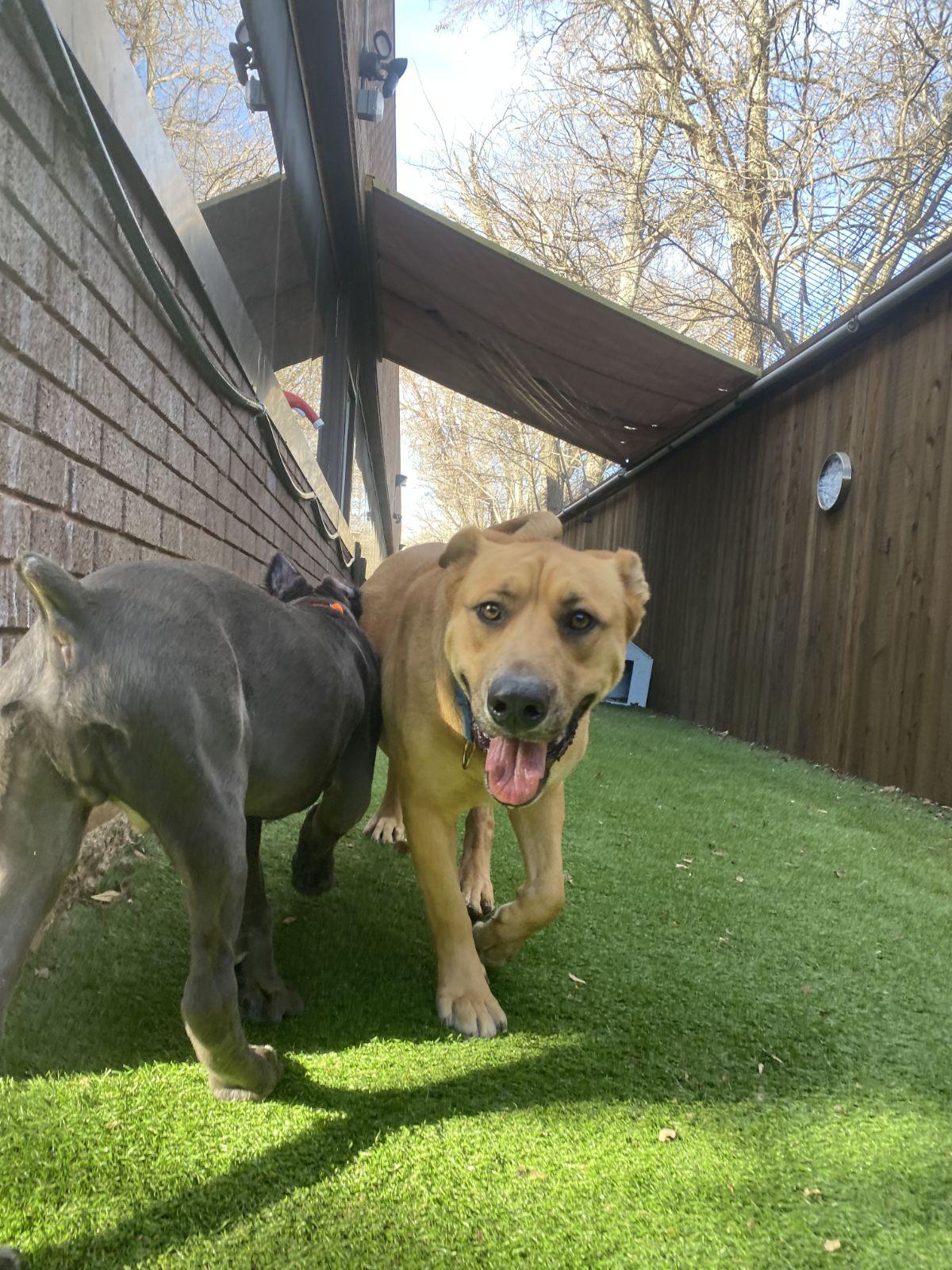 Enlarge Rico, a ADOPTABLE mixed breed in Luling, TX image 6/6