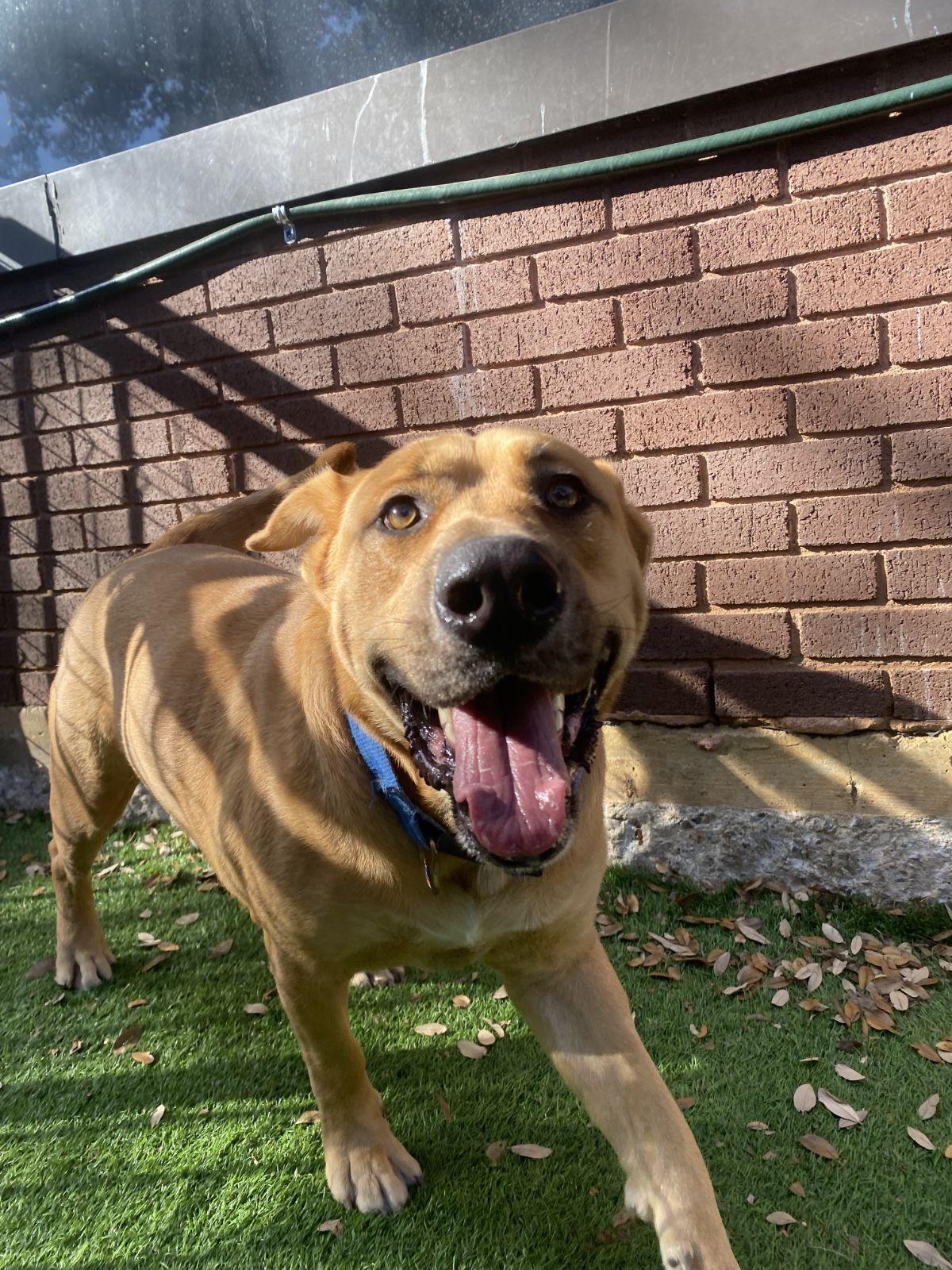 Enlarge Rico, a ADOPTABLE mixed breed in Luling, TX image 2/6