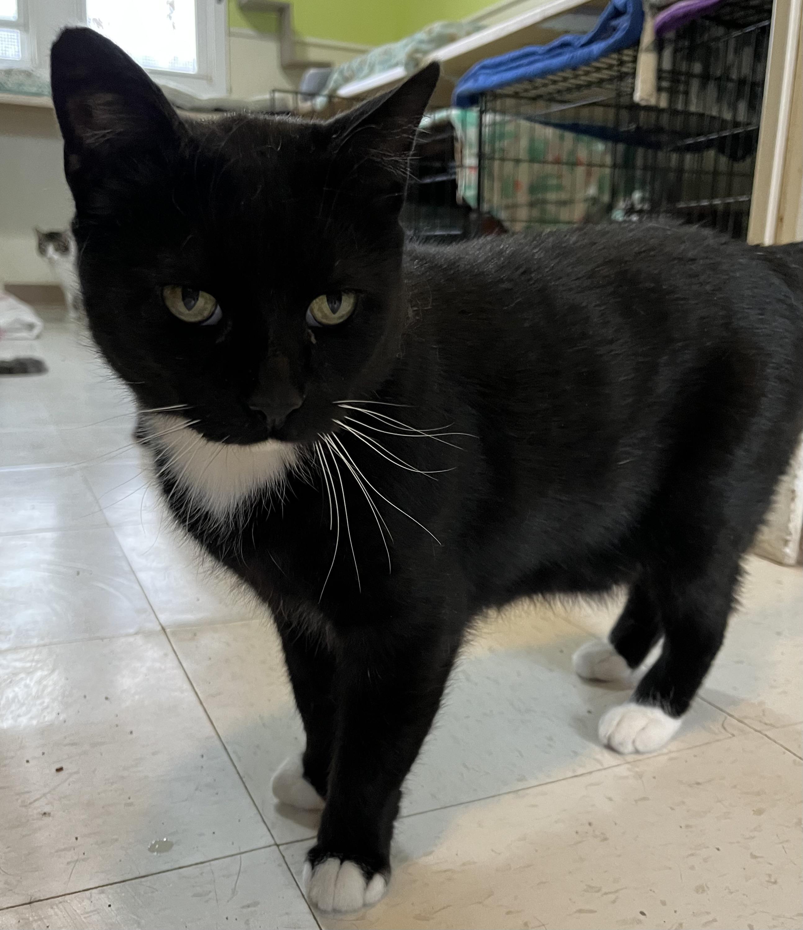 Buddy, a Adoptable Domestic Short Hair in Moline, IL image 2/5