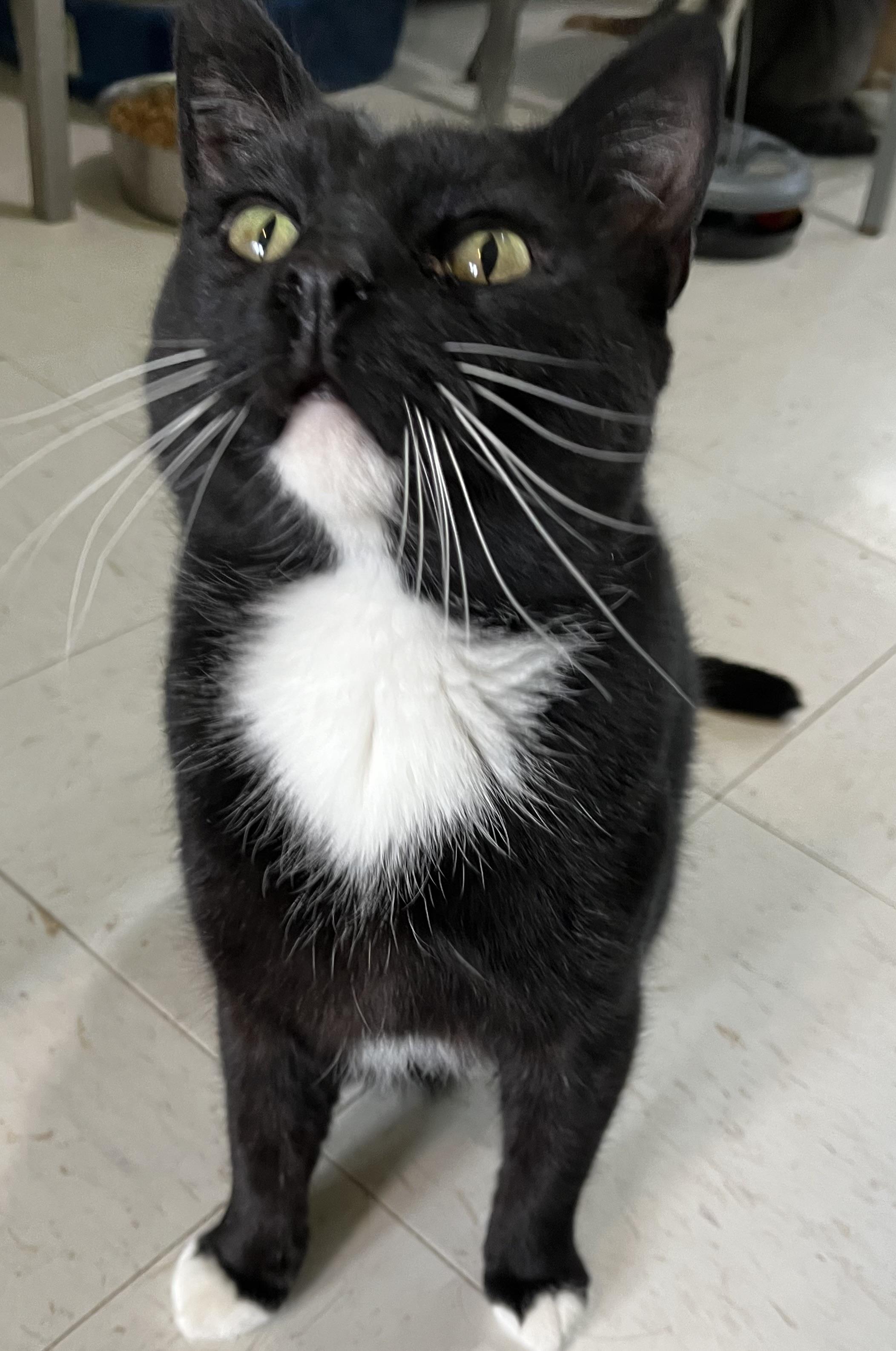 Buddy, a Adoptable Domestic Short Hair in Moline, IL image 1/5