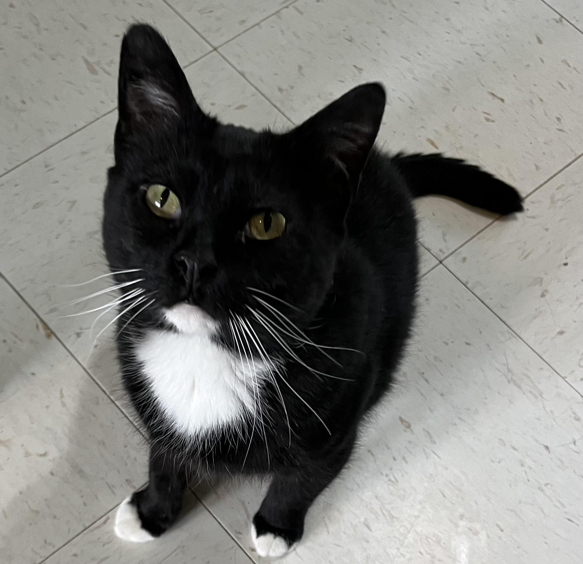 Buddy, a Adoptable Domestic Short Hair in Moline, IL image 3/5
