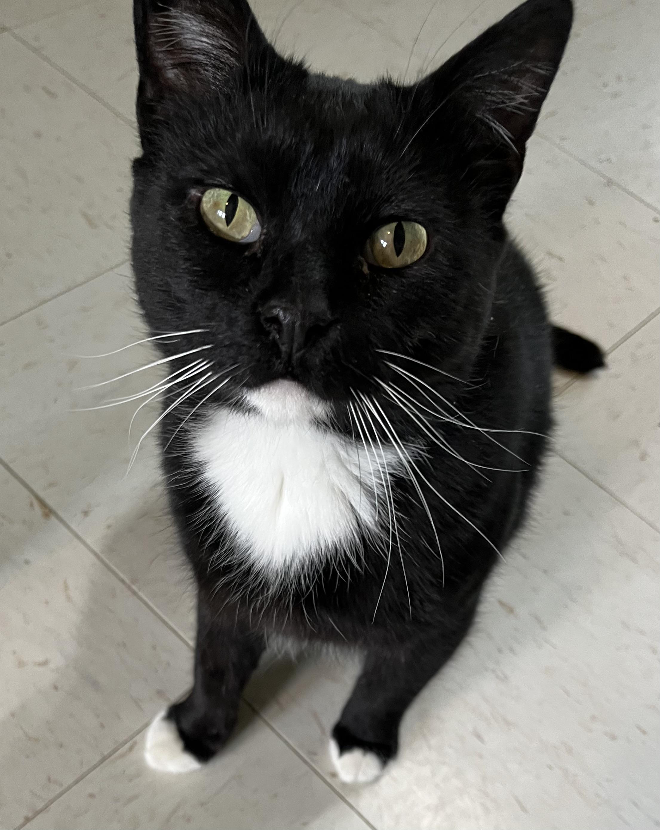 Buddy, a Adoptable Domestic Short Hair in Moline, IL image 4/5