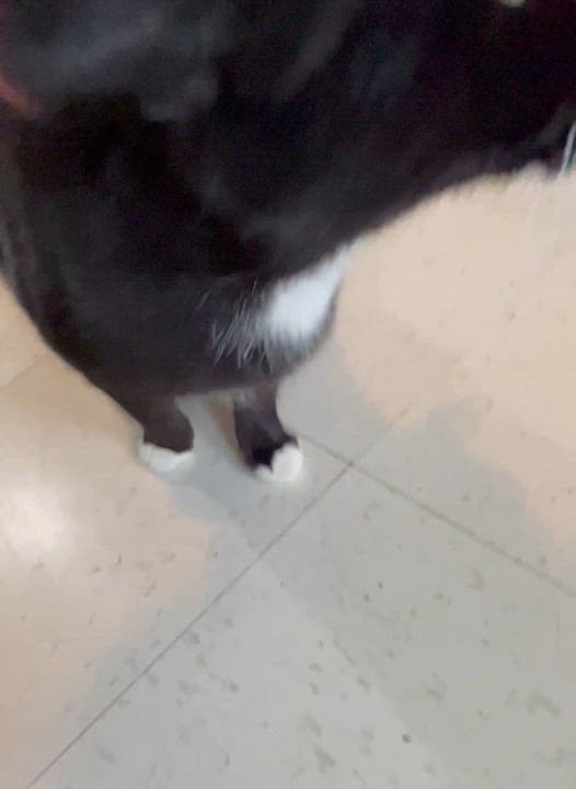 Enlarge Buddy, a Adoptable Domestic Short Hair in Moline, IL video 5/5